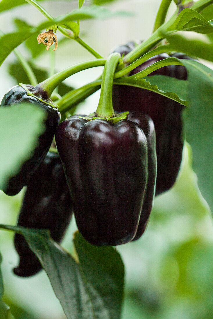 Capsicum annuum 'Purple Patio F1'