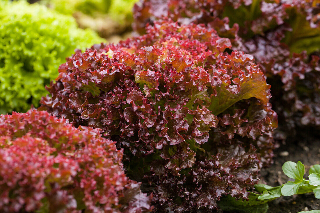 Lactuca sativa var. crispa 'Lollo rosso'