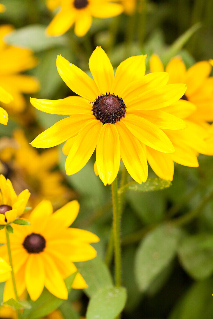 Rudbeckia hirta