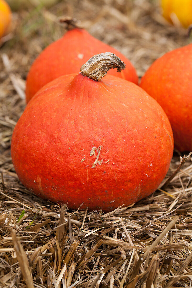 Cucurbita pepo 'Hokkaido'