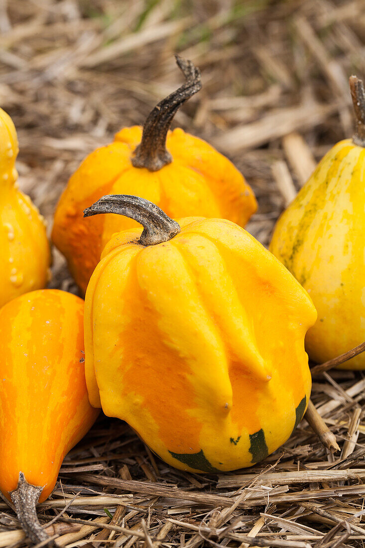 Cucurbita pepo subsp. pepo convar. microcarpina