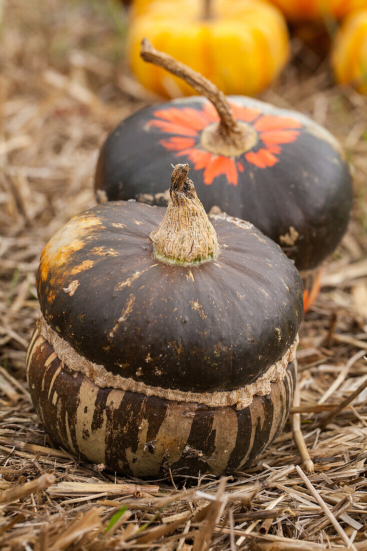 Cucurbita pepo subsp. pepo convar. microcarpina