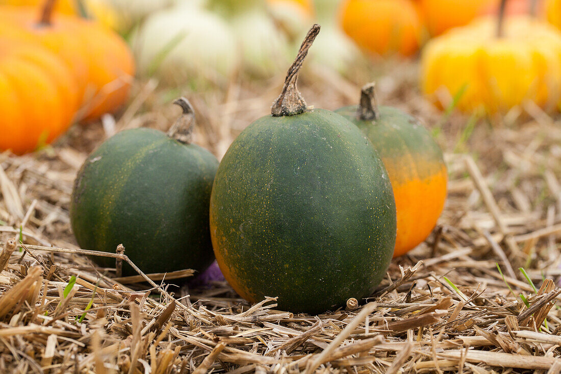 Cucurbita pepo