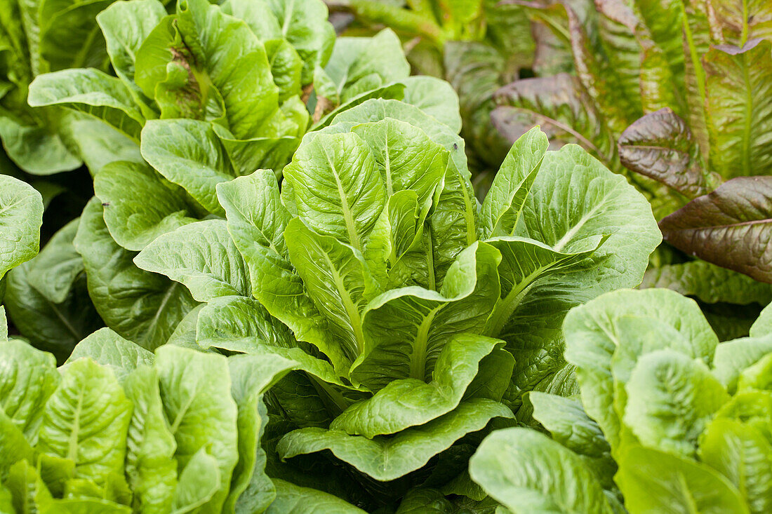 Lactuca sativa var. longifolia