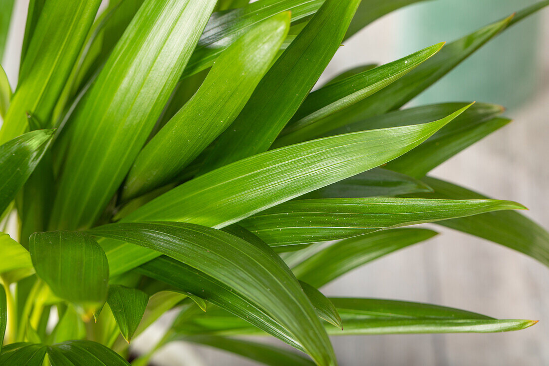 Chrysalidocarpus lutescens