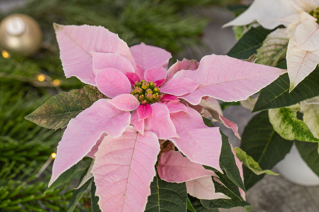 Euphorbia 'Princettia'®