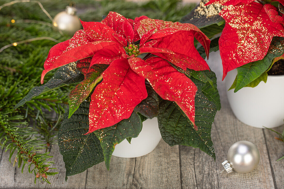 Euphorbia pulcherrima, red