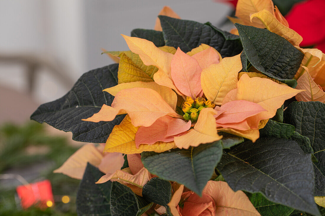 Euphorbia pulcherrima 'Autumn Leaves', white