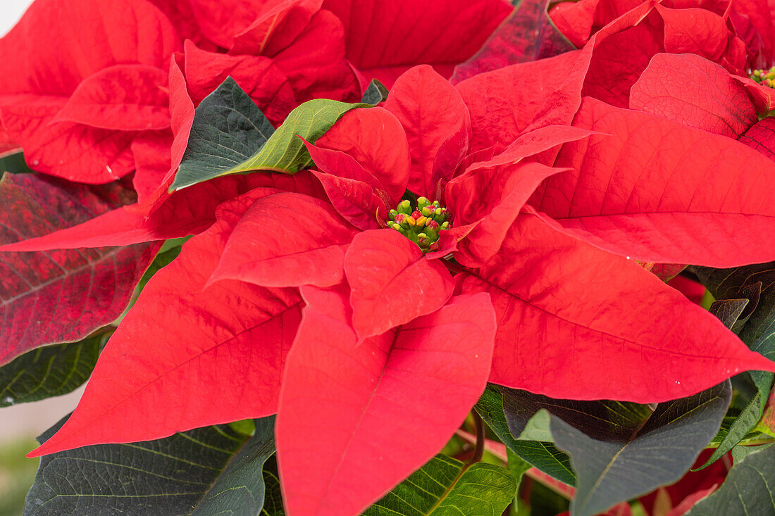 Euphorbia pulcherrima, red