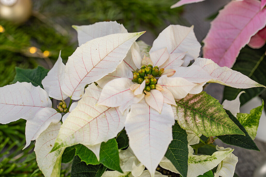 Euphorbia 'Princettia'®