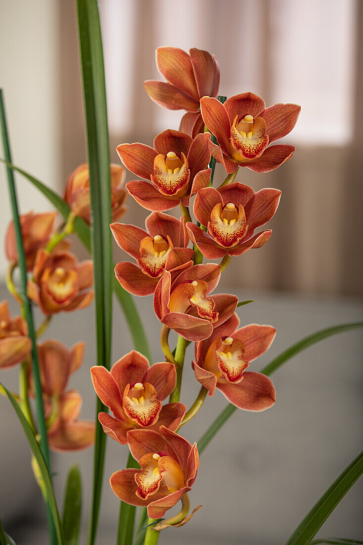 Cymbidium