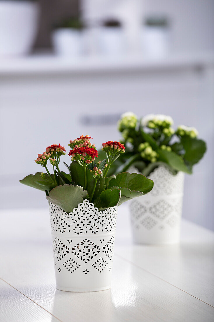 Kalanchoe blossfeldiana, red