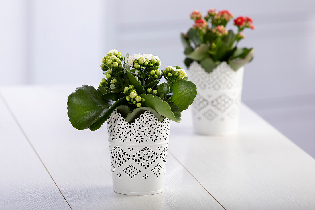 Kalanchoe blossfeldiana, white