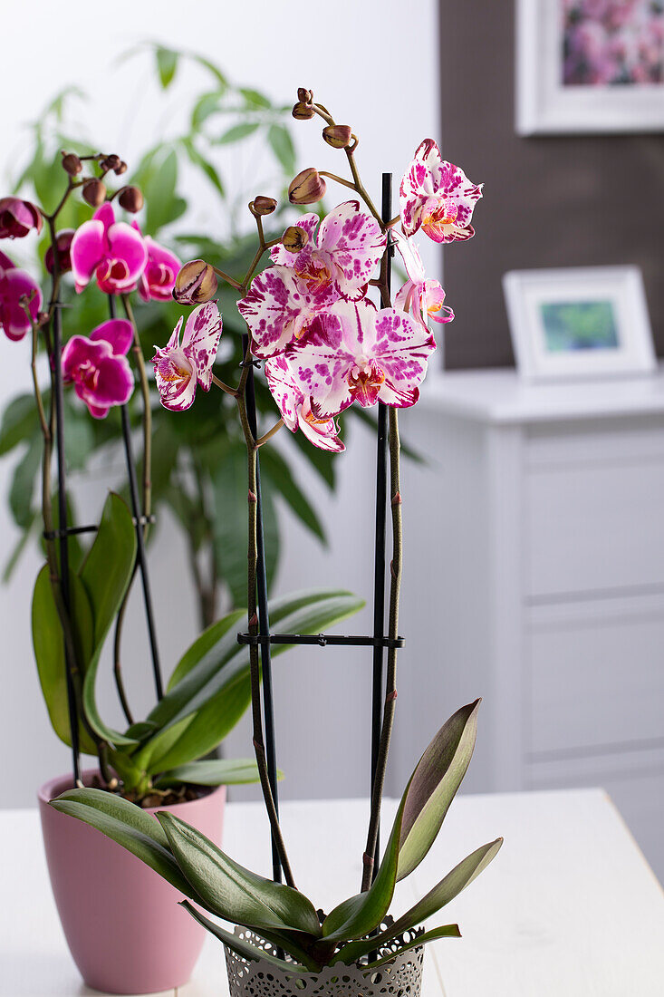 Phalaenopsis Magic Art