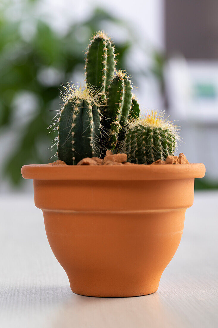 Cactus