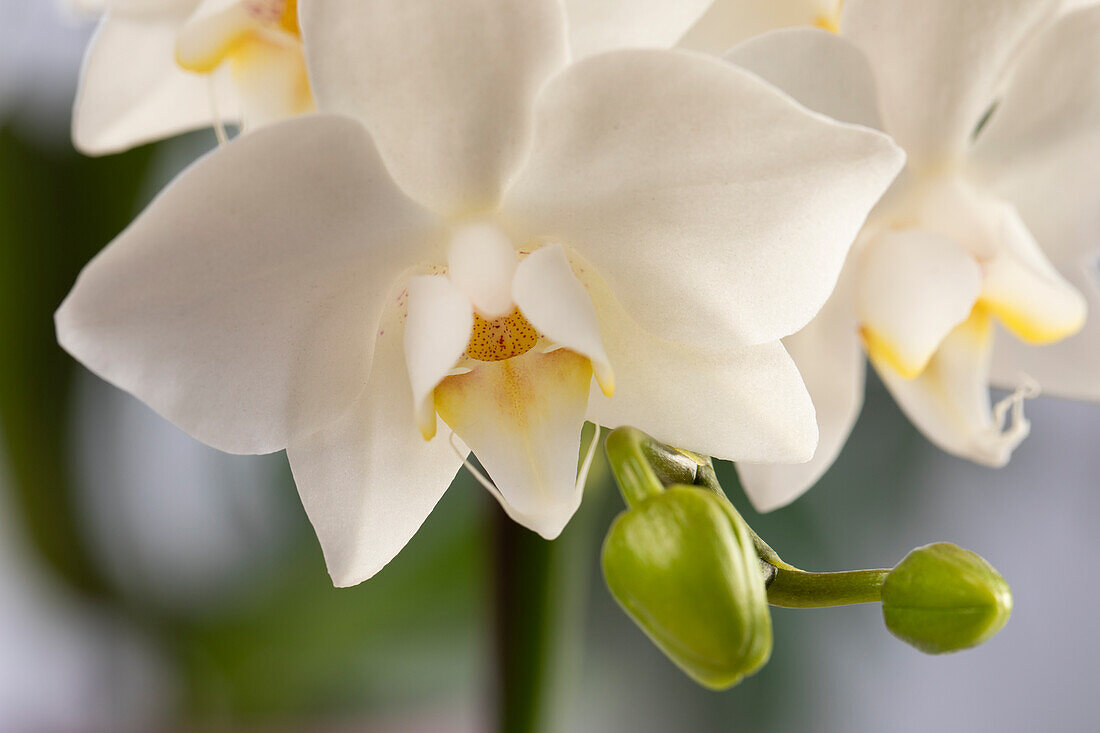 Phalaenopsis, white