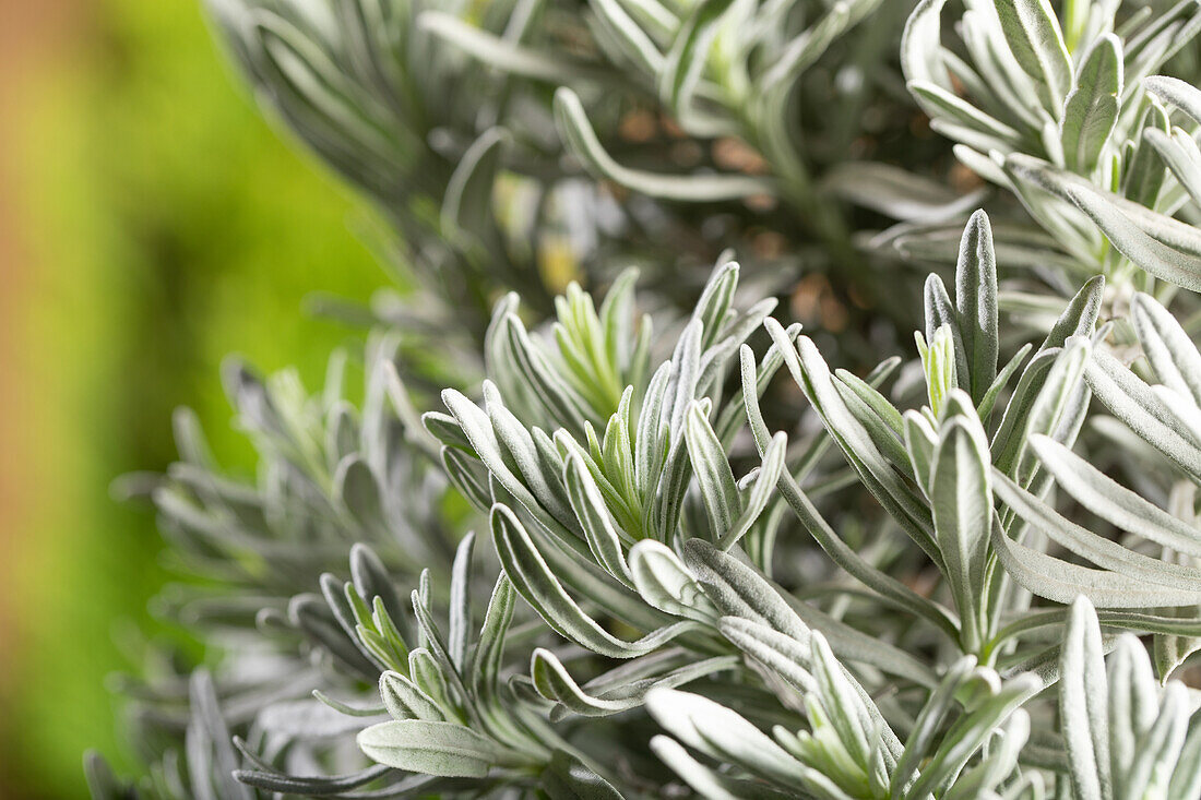 Lavandula angustifolia, Stamm