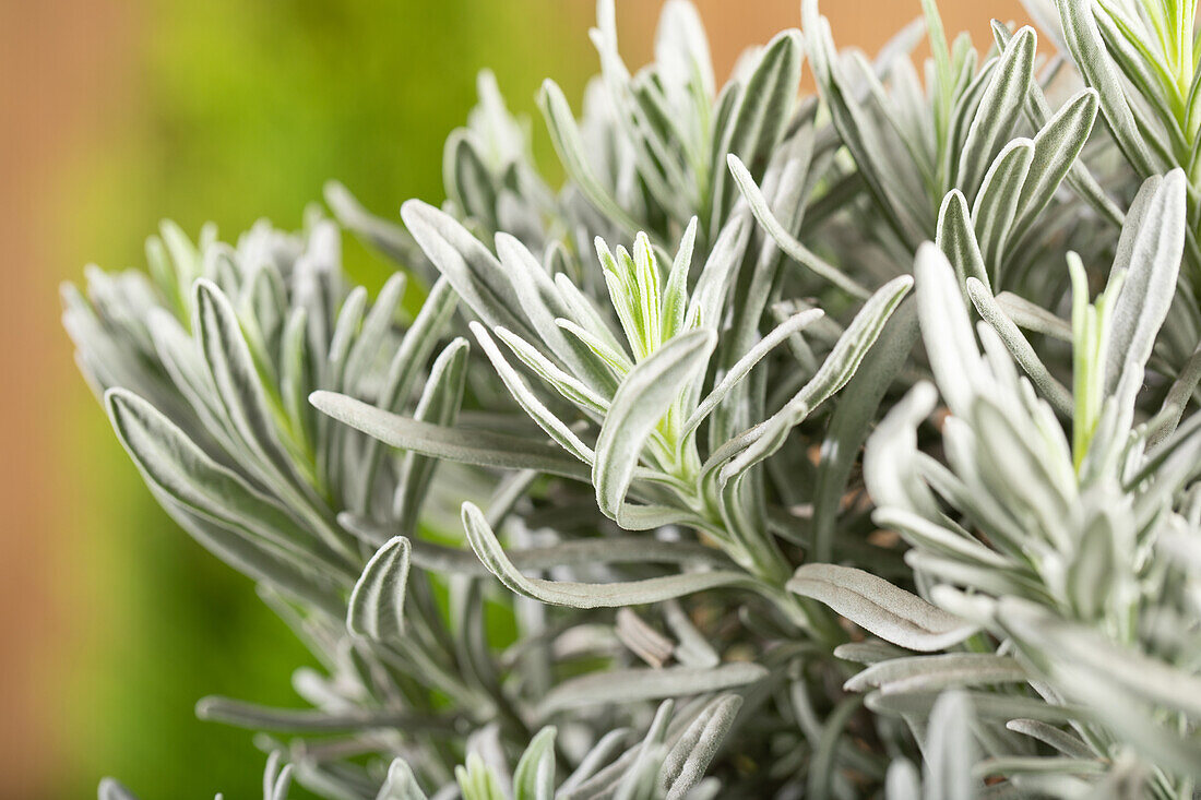 Lavandula angustifolia, Stamm