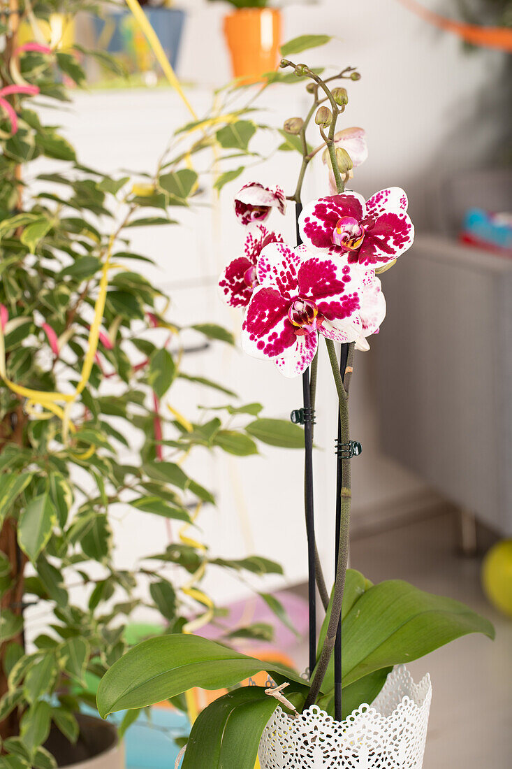 Phalaenopsis, bicoloured