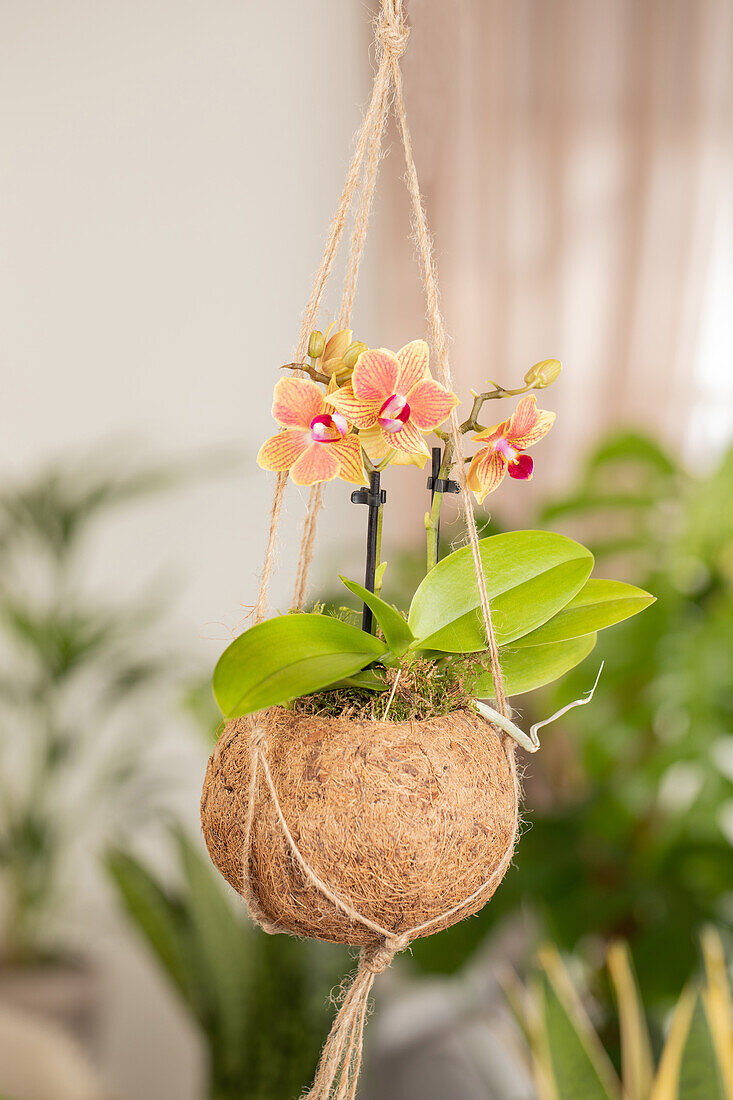 Phalaenopsis midi