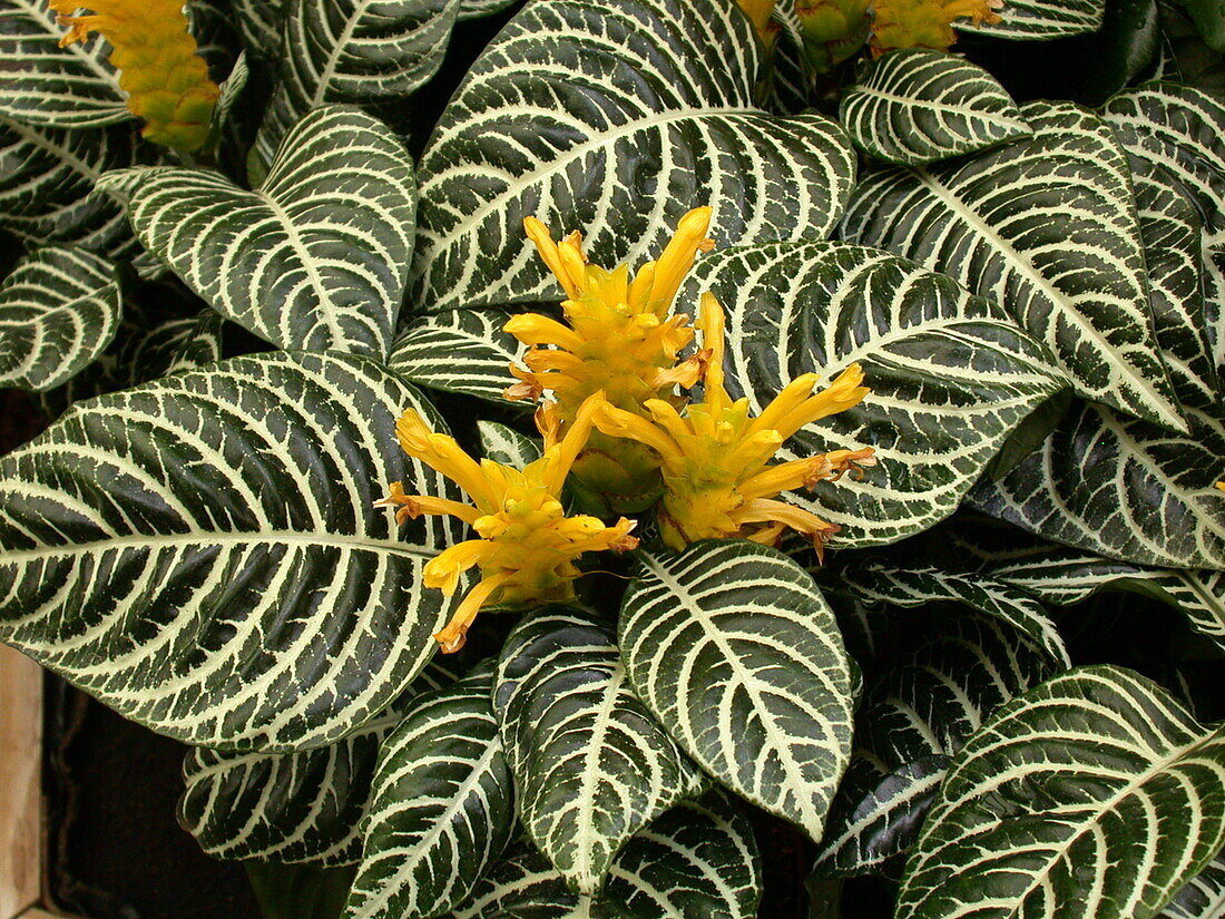 Aphelandra squarrosa