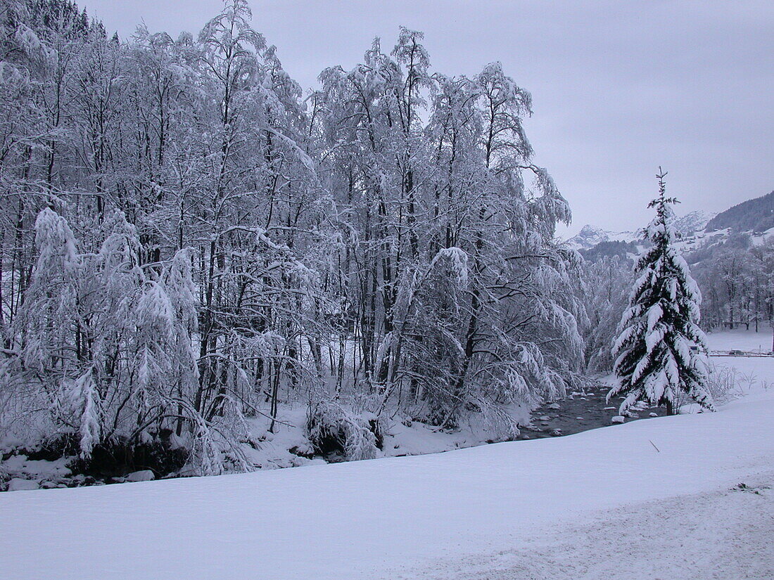 Bachlauf im Schnee