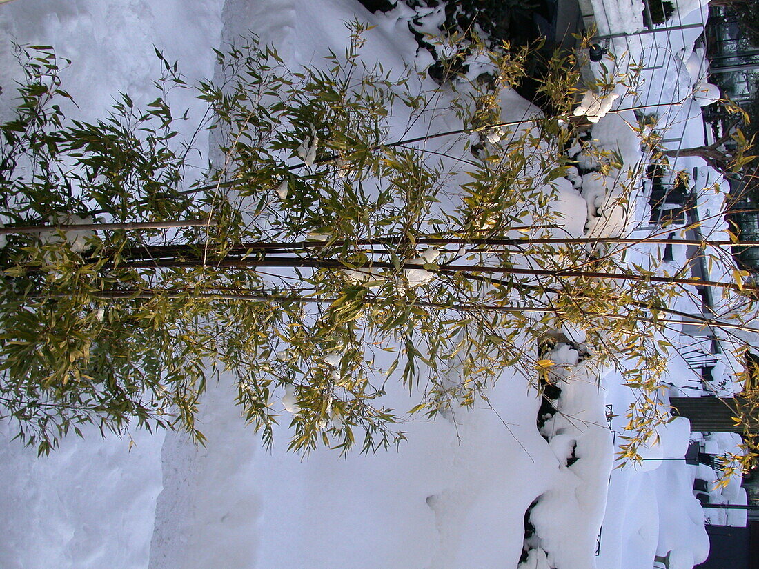 Bambus im Schnee