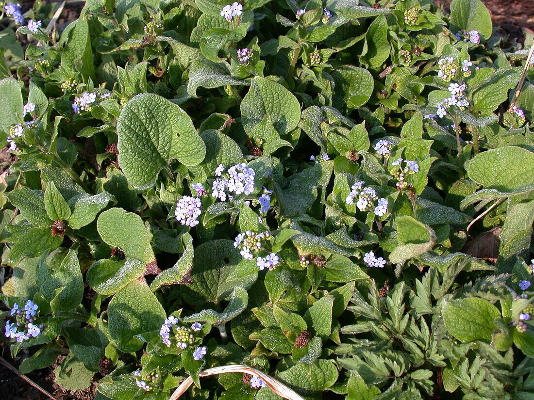 Brunnera macrophylla 'Langtrees'