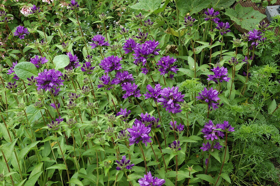 Campanula glomerata