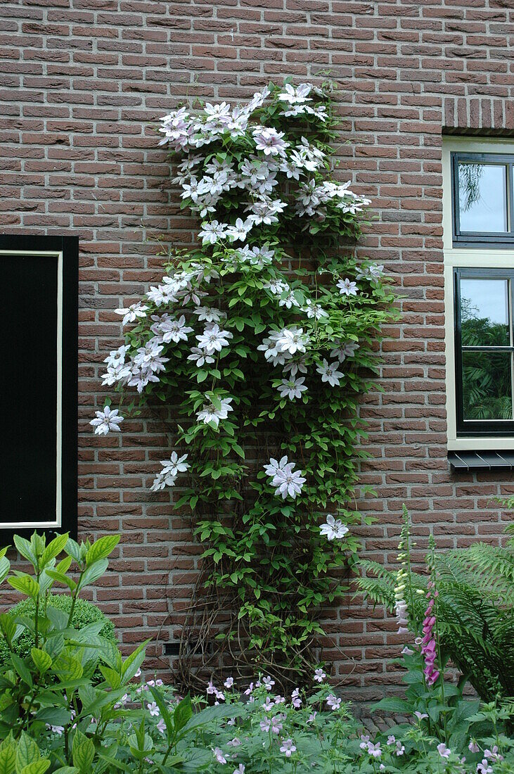 Clematis, weiß