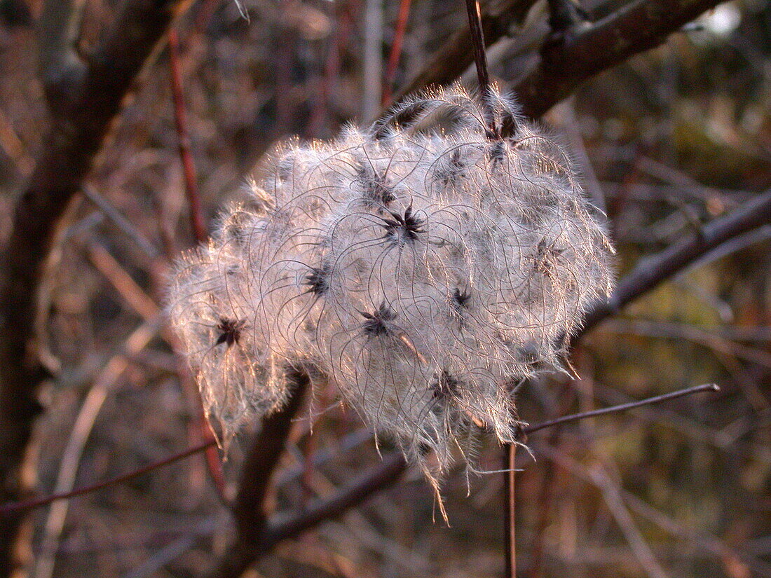 Clematis seeds