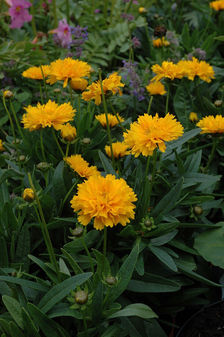 Coreopsis grandiflora 'Early Sunrise'