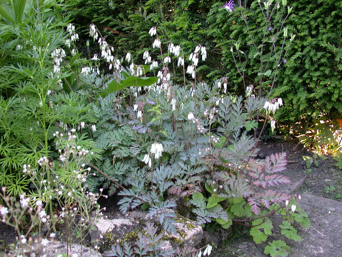 Dicentra formosa