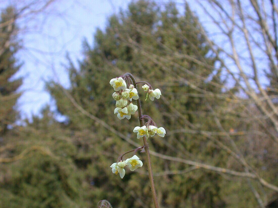 Epimedium pubigerum