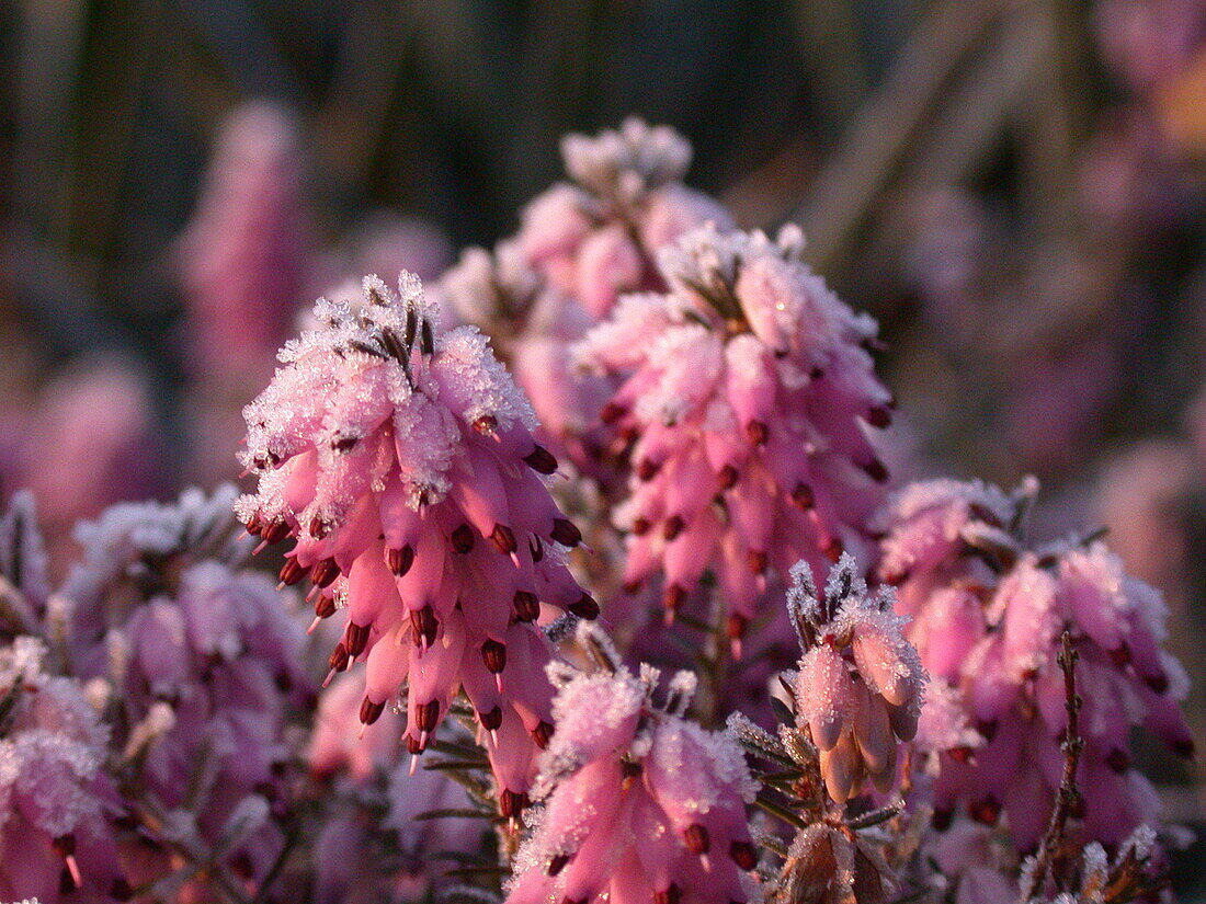 Erica carnea, rosa