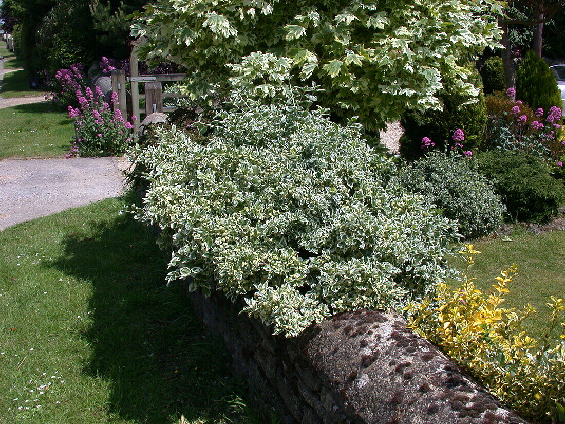 Euonymus japonicus 'Argenteo Variegatus'