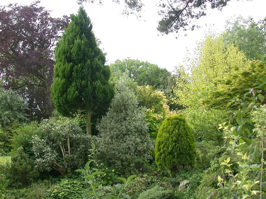 Garden view with conifers