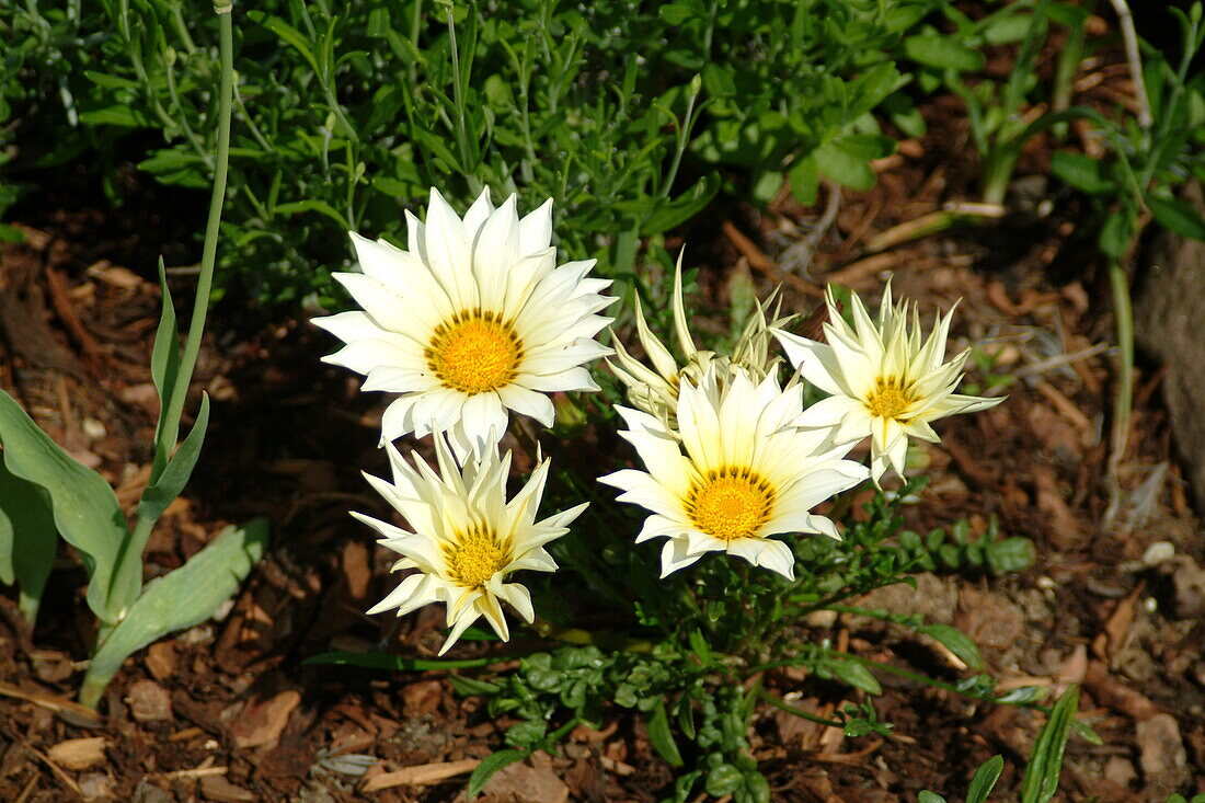 Gazania