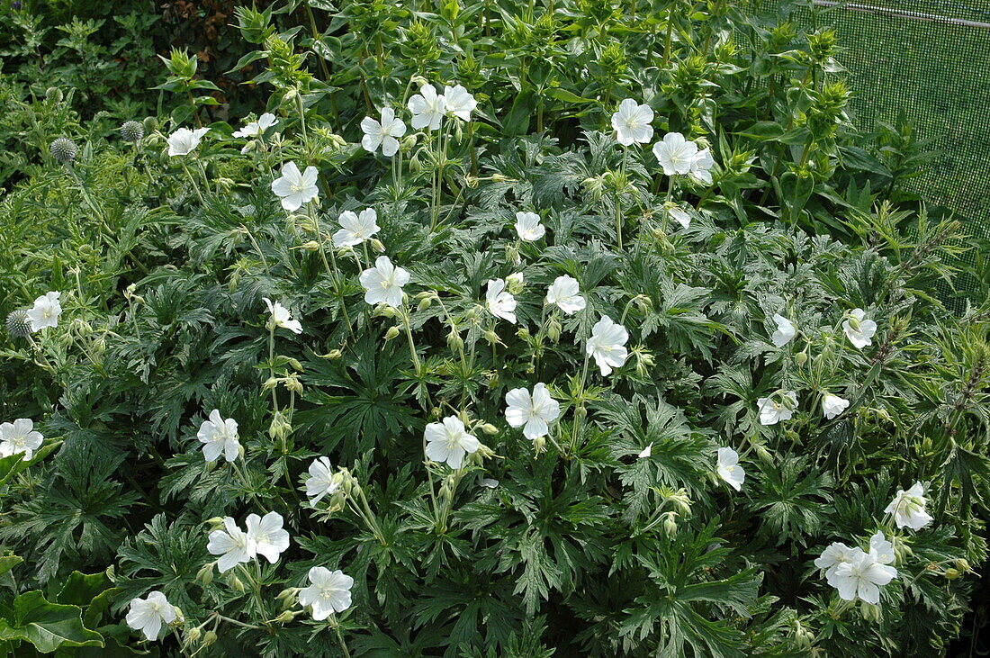 Geranium maculatum 'Album'