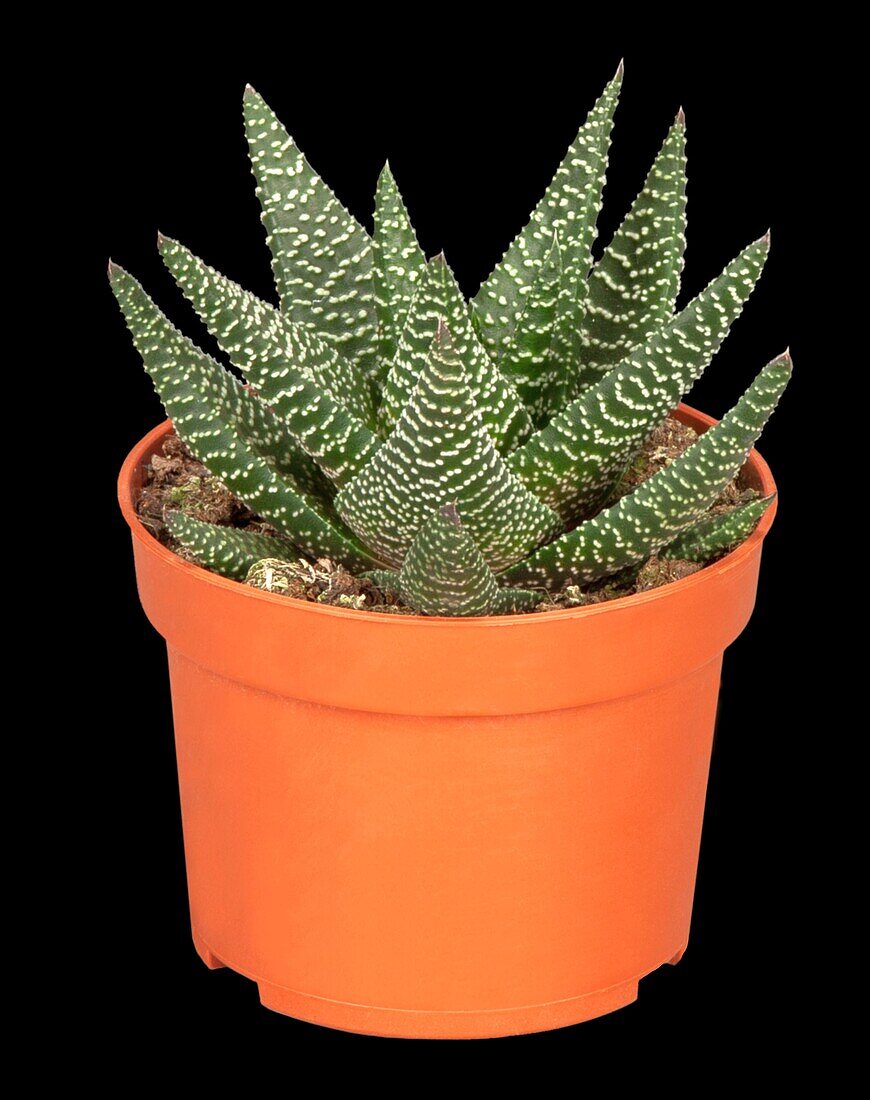 Aloe