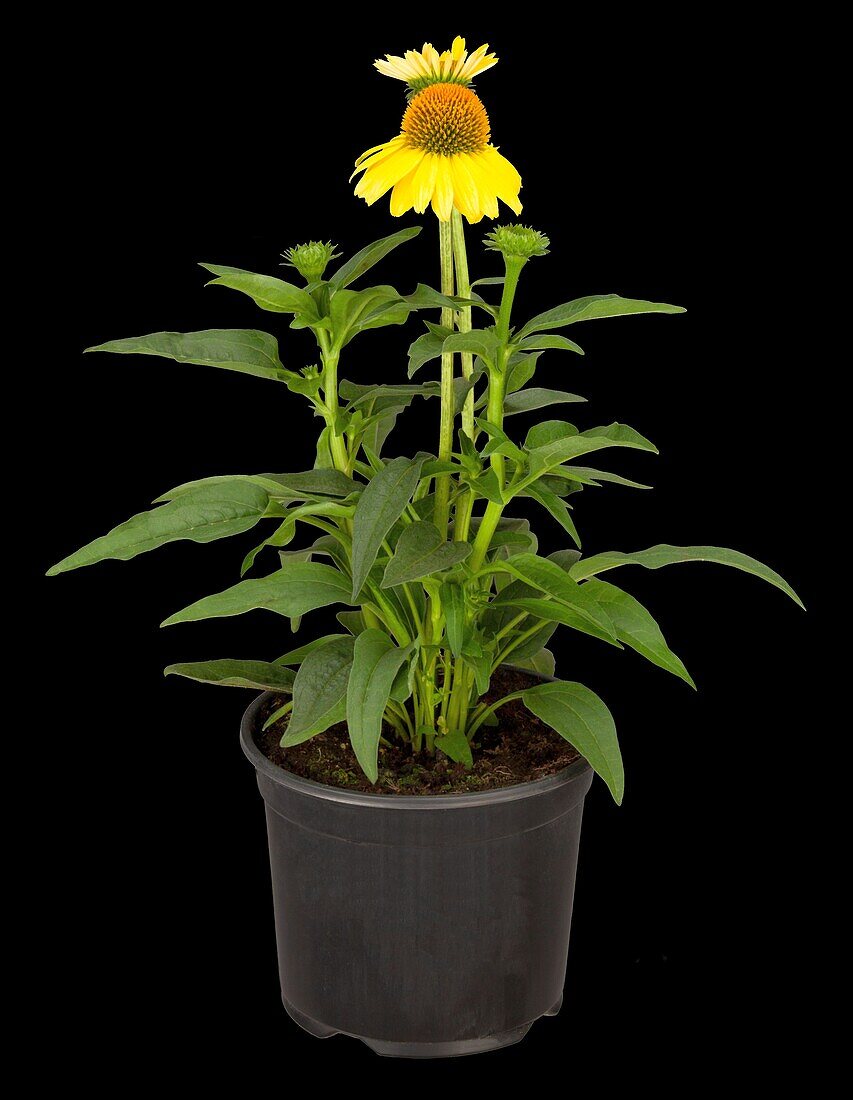 Echinacea purpurea, yellow