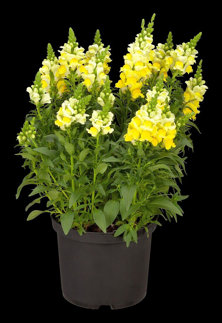 Antirrhinum majus, yellow