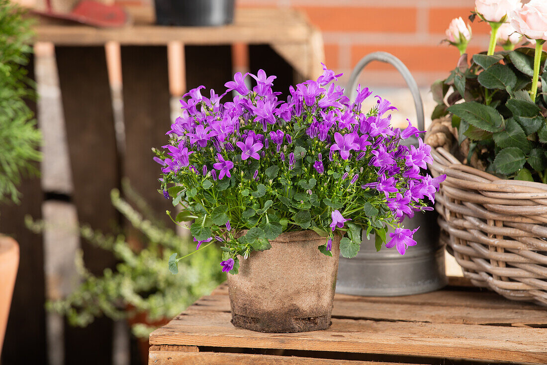 Campanula portenschlagiana 'Royal'