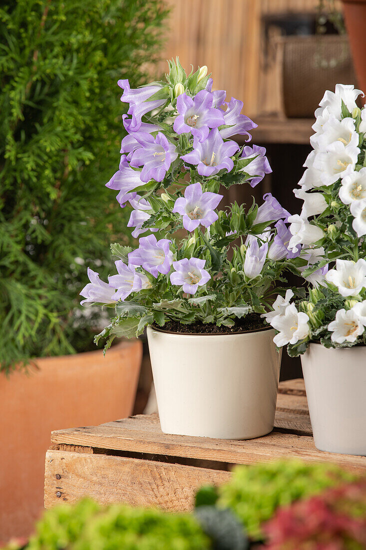 Campanula formanekiana 'Mary Mee'®, blue