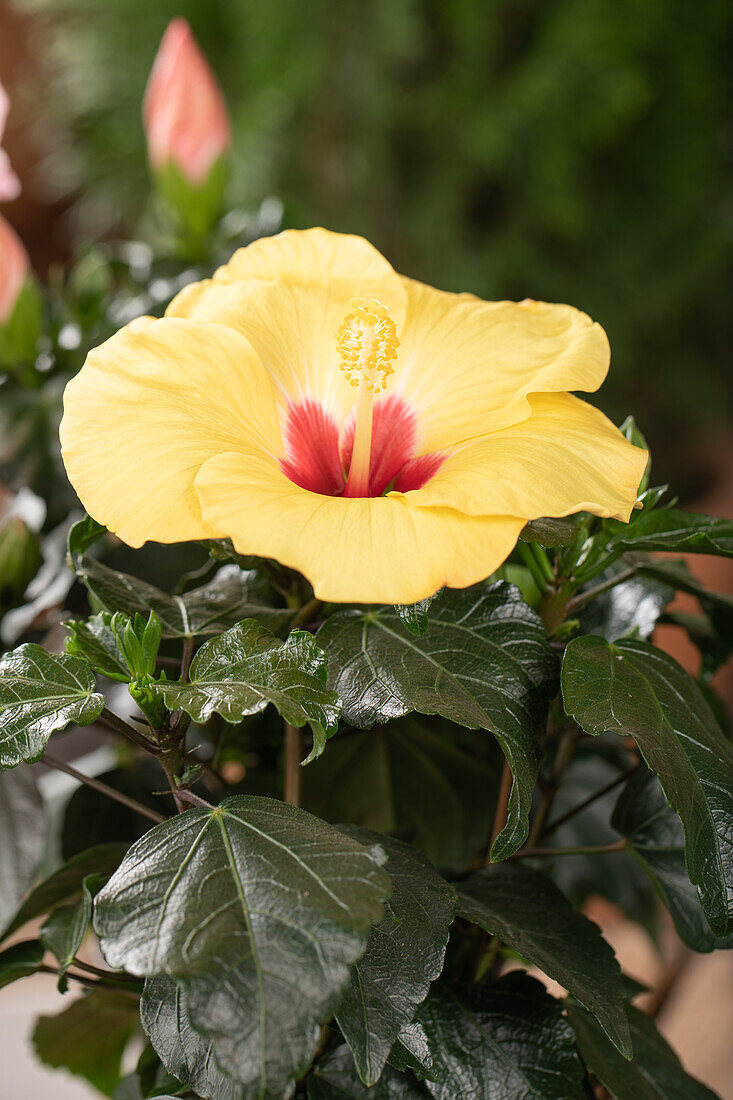 Hibiscus rosa-sinensis, yellow