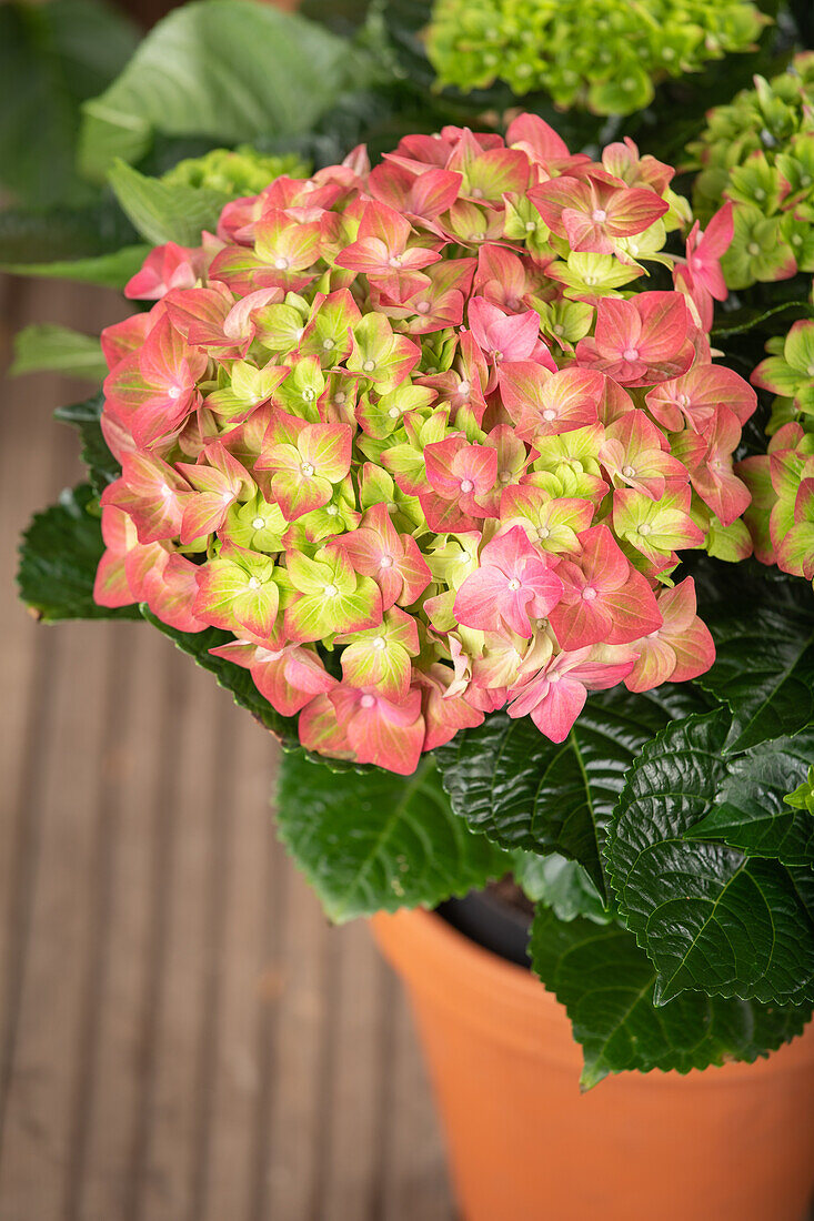 Hydrangea macrophylla 'Rembrandt'®