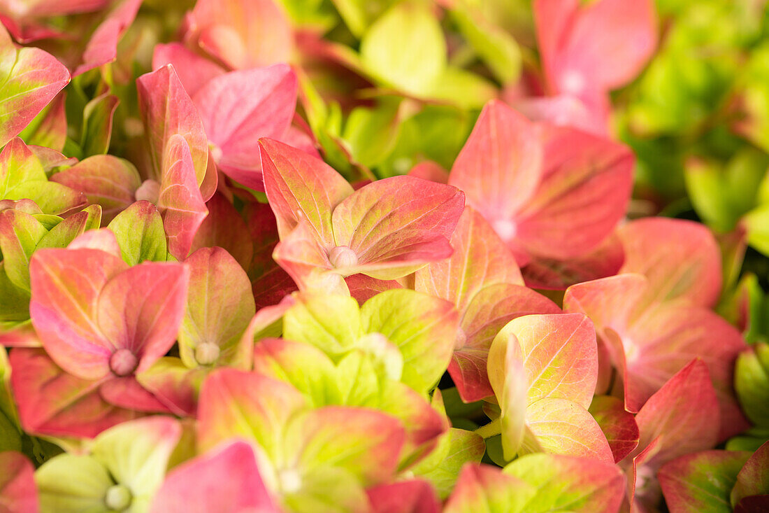 Hydrangea macrophylla 'Rembrandt'®