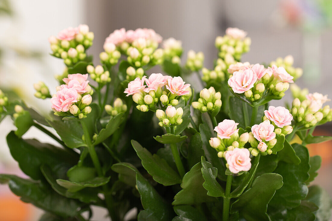 Kalanchoe blossfeldiana, rosa