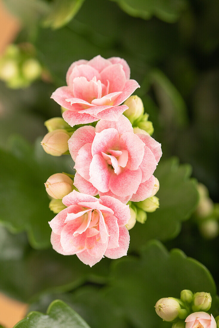 Kalanchoe blossfeldiana, rosa