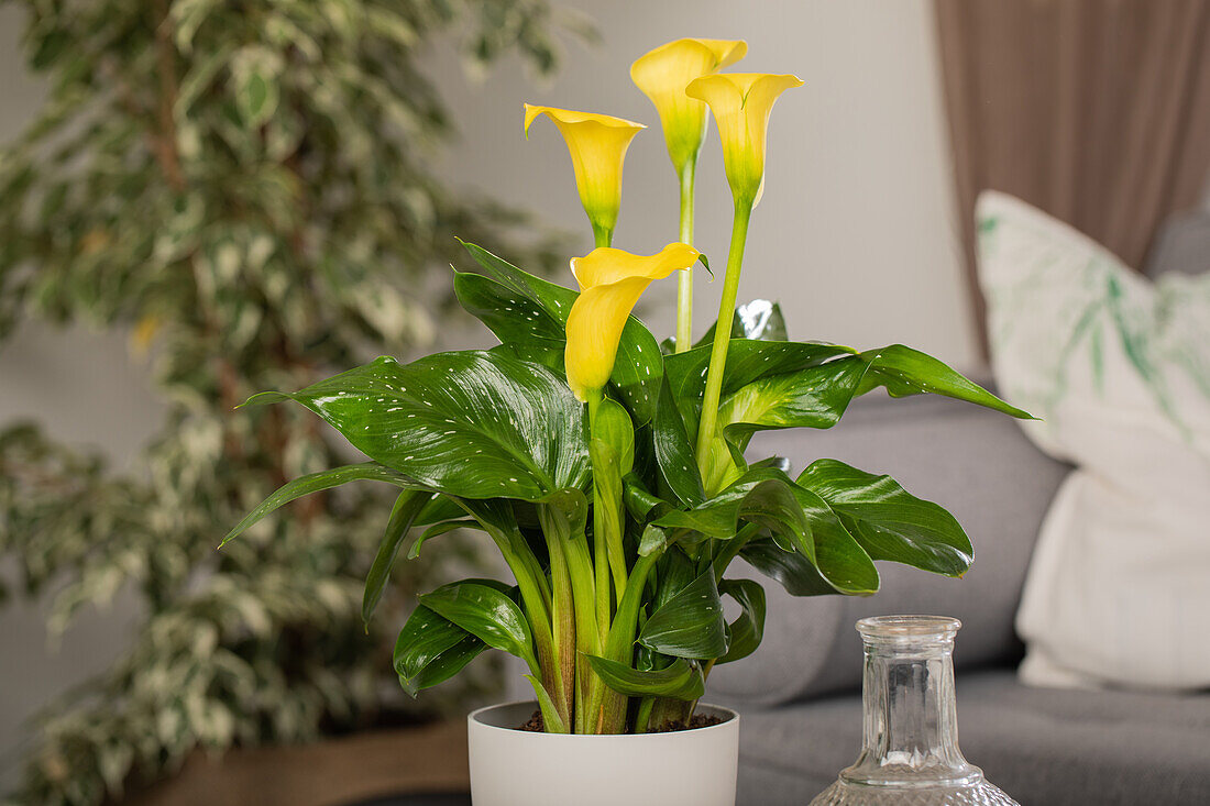 Zantedeschia aethiopica, yellow